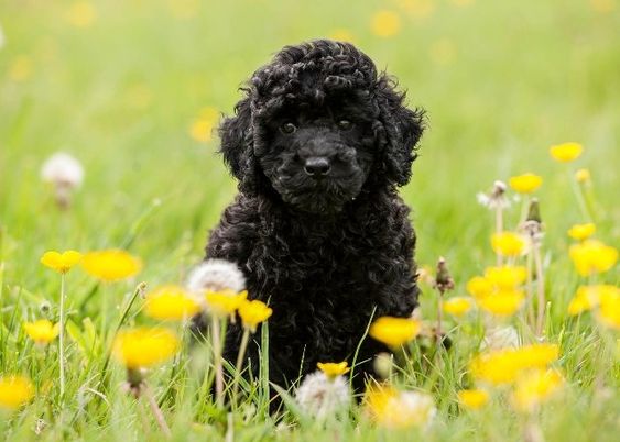 Chiot Caniche Toy Chiot Caniche Nain Accueillir Un Chiot Caniche