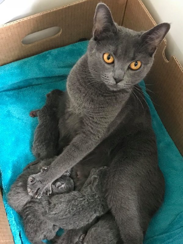 Elevage de Chaton Chartreux, prix d'un Chartreux | Oki Square