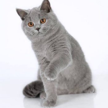 Elevage De Chaton Chartreux Prix D Un Chartreux Oki Square